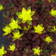 image de Euphorbia polychroma