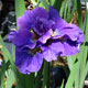 image de Iris sibirica