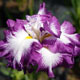 image de Iris ensata ( I. kaempferi )