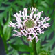 image de Marshallia grandiflora