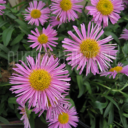 image de Aster alpinus Happy End