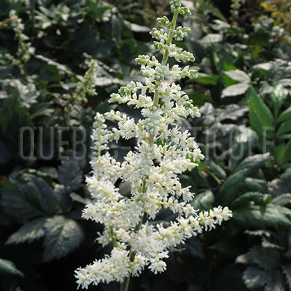 image de Astilbe chinensis Vision In White