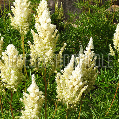 image de Astilbe x arendsii White Glory (Weisse Gloria)