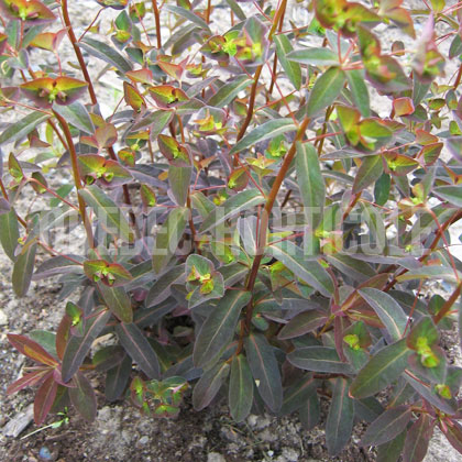image de Euphorbia dulcis Chameleon