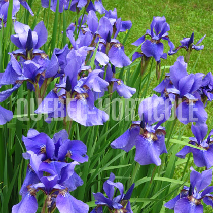 image de Iris sibirica 