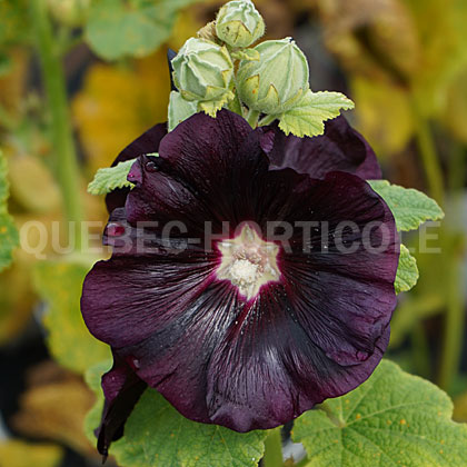 image de Alcea rosea Spotlight Blacknight