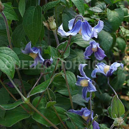image de Clematis Stand by Me