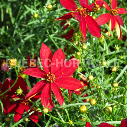 Quebec-horticole.ca - Photos de plantes et fiches descriptives détaillées