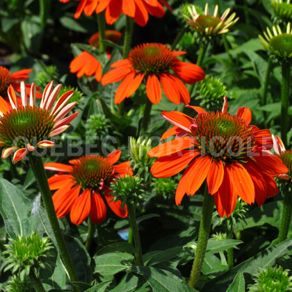 image de Echinacea Sombrero® Adobe Orange