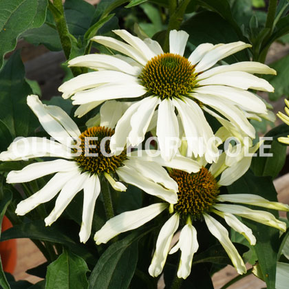 image de Echinacea Color Coded® The Price is White
