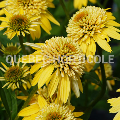 image de Echinacea Eccentric® Yellow