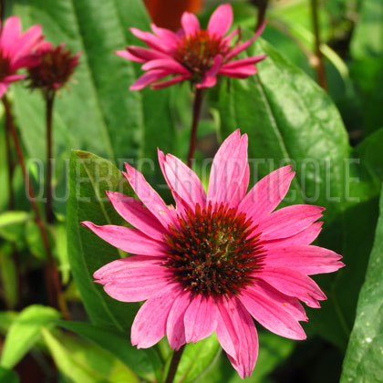 image de Echinacea Gemini Pink