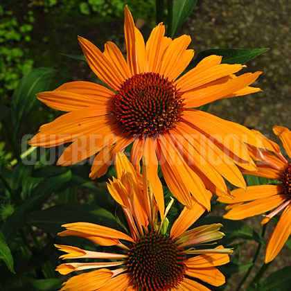 image de Echinacea Orange Passion