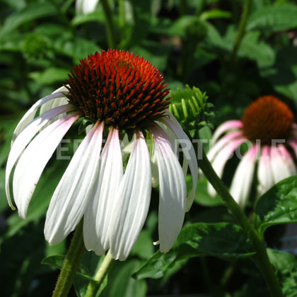 image de Echinacea Smoothie™ Raspberry Lychee