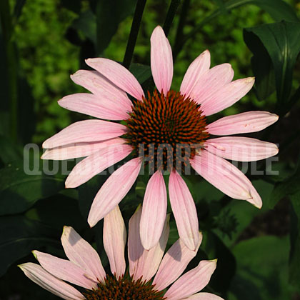 image de Echinacea Rosita