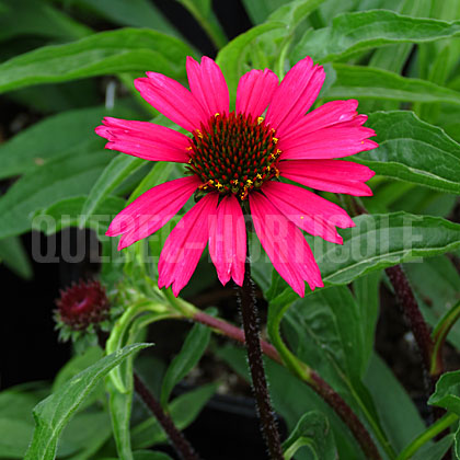 image de Echinacea Sensation Pink