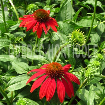 image de Echinacea Sombrero® Salsa Red