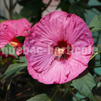 image de Hibiscus Summerific® Berry Awesome