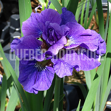 image de Iris sibirica Concord Crush