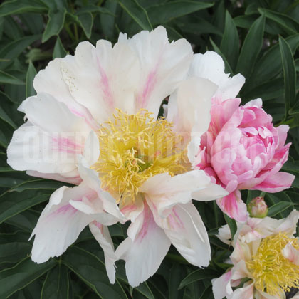 image de Paeonia Pink Firefly