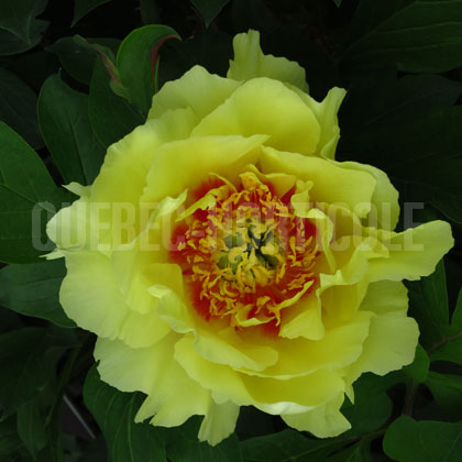 image de Paeonia Yellow Crown