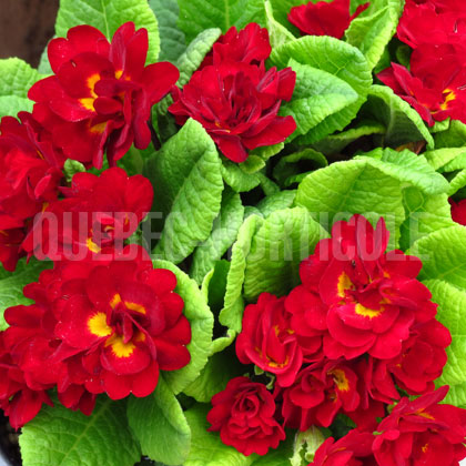 image de Primula vulgaris Belarina® Valentine