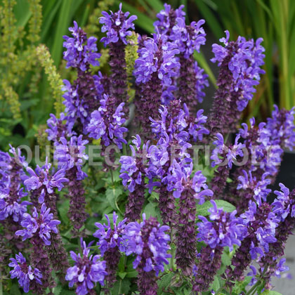image de Salvia nemorosa Blue Marvel