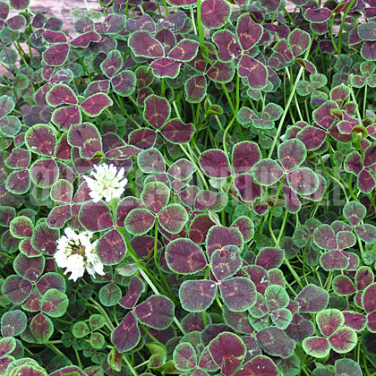 image de Trifolium repens Purpurascens